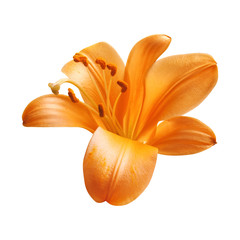 Bright orange lily flower isolated