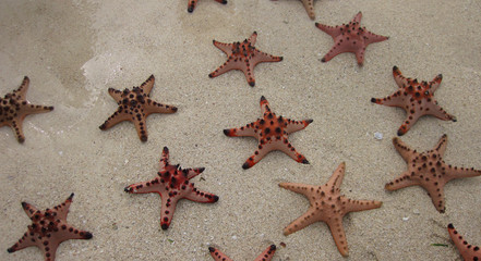 Starfishes on The Beach Sand