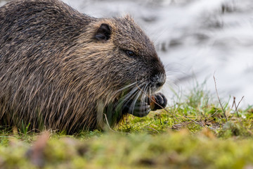 Nutria beim Essen