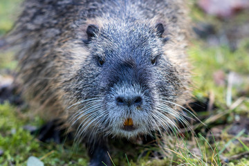 Neugieriges Nutria
