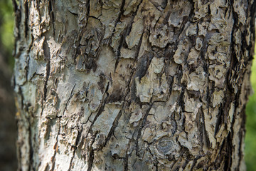 The bark of an old apple tree