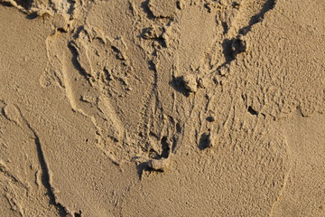 footprints in the sand