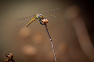 Dragonfly Mediterranean hawker (Aeschna affinis) male