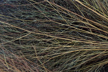 Background branches