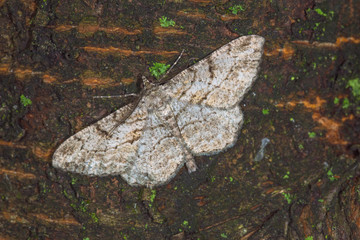 08.09.2019 DE, NRW, Leverkusen Rauten-Rindenspanner Peribatodes rhomboidaria ([DENIS & SCHIFFERMÃœLLER], 1775)