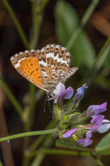 02.08.2019 ES, Kanarische Inseln, La Palma Cyclyrius webbianus Cyclyrius webbianus (BRULLÉ, 1839)