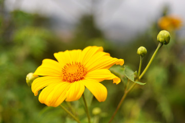 A Beautiful Yellow Flower