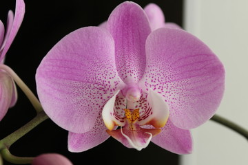 Purple Orchid. Close - up of a flower