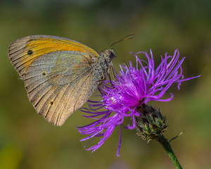 Butterfly on a flower