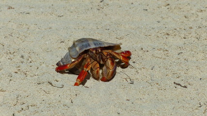 Crab on the beach