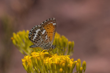 02.08.2019 ES, Kanarische Inseln, La Palma Cyclyrius webbianus Cyclyrius webbianus (BRULLÉ, 1839)