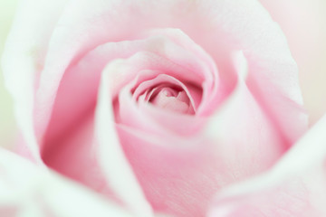 Fototapeta na wymiar close up on sweet pink rose for love valentine concept 