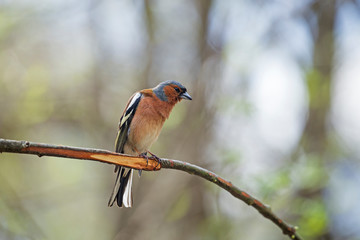 Male Common Chaffinch (Fringilla coelebs) 