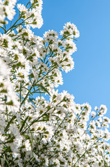 Flowers in the design of natural dark tones.