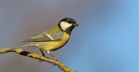 Fototapeta premium Great tit on branch background, Parus major
