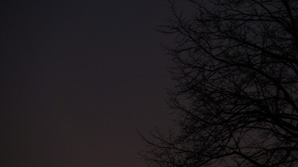 tree branches on a gray sky background. abstract mystical background.