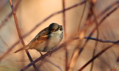 House sparrow on branch, Passer domesticus