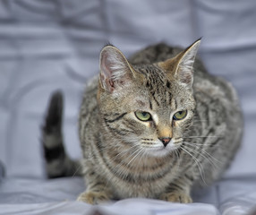 striped european shorthair cat on a gray background