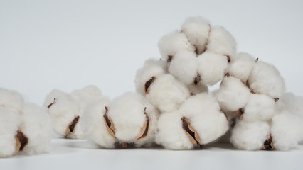 Real white color organic cotton flowers in studio shot that imported from Holland which represent nature pureness fluffy and softness and gentle to skin and show texture that suitable for t-shirt