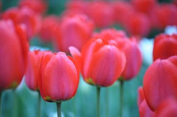 Obraz premium Tulips 