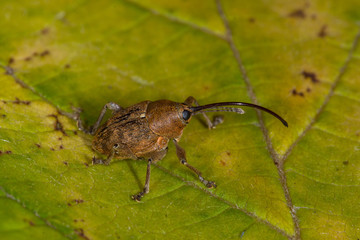 07.08.2019 DE, NRW, Leverkusen Haselnussbohrer Curculio nucum