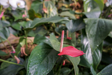 Anthurium plant in the garden