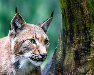 Lynx
