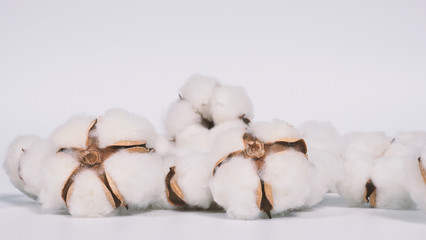 Real white color organic cotton flowers in studio shot that imported from Holland which represent nature pureness fluffy and softness and gentle to skin and show texture that suitable for t-shirt