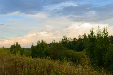 Summer evening landscape with a clearing and trees
