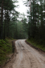 pine forest and empty road