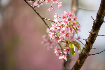 Pink tree of Wild Himalayan Cherry blossom or thai sakura flower tree at Chiang Mai Thailand