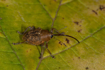 07.08.2019 DE, NRW, Leverkusen Haselnussbohrer Curculio nucum