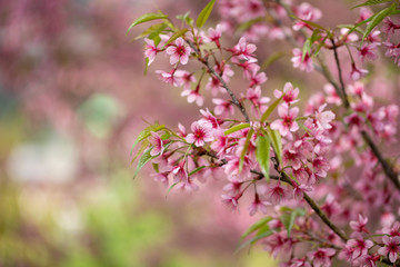 Pink tree of Wild Himalayan Cherry blossom or thai sakura flower tree at Chiang Mai Thailand