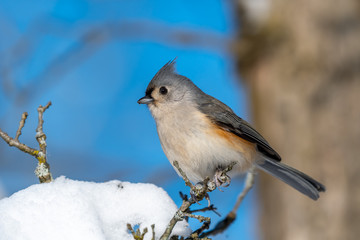 Tufted titmouse perched on a branch