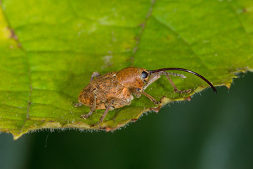 07.08.2019 DE, NRW, Leverkusen Haselnussbohrer Curculio nucum © Tim's insects