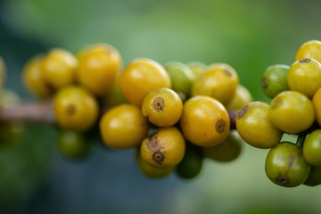 Arabica coffee beans color yellow CatiMor ripening on tree selective focus.