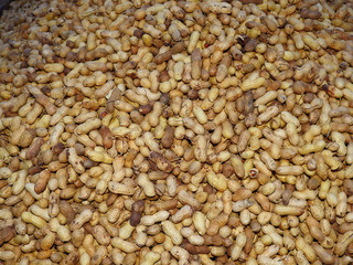 fried ground nuts with shell aggregated to sell in a carnival