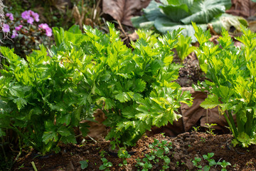 Leaves of celery in the vegetable garden