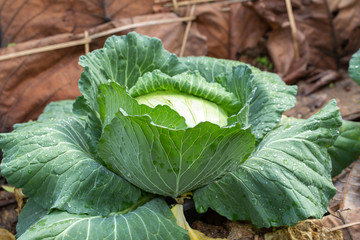 Big Green cabbage in the vegetable garden