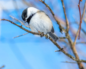 Fototapeta premium Closeup portrait of a Black-capped Chickadee (Poecile atricapillus) perched on a branch.