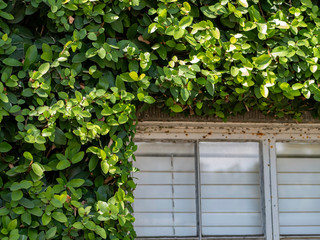Ivy grown wall with section of window