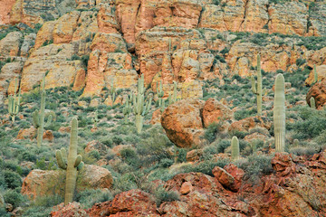 Spring landscape of saguaro cactus along the Apace Trail, Tonto National Forest, Arizona, USA