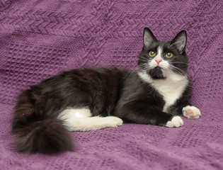 beautiful black with white fluffy cat on a purple background
