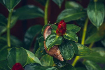 a large snail sits on a red flower, a pest for plants