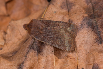 12.09.2019 DE, NRW, Leverkusen Heidelbeer-Wintereule, VerÃ¤nderliche Wintereule Conistra vaccinii (LINNAEUS, [1760])