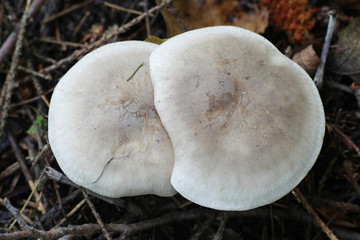 Clitocybe nebularis, known as the clouded agaric or cloud funnel, wild mushrooms from Finland