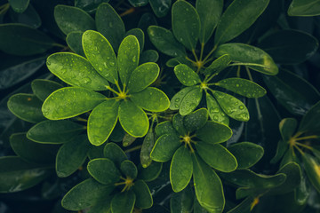 drops of dew on the green leaves of a flower, wet plant, natural background