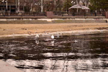 Flock of gulls, ducks, swans and doves on a cloudy day on the black sea coast 