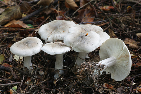 Clitocybe nebularis, known as the clouded agaric or cloud funnel, mushrooms from Finland