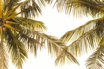 Plakat tropical palm leaf background, coconut palm trees perspective view